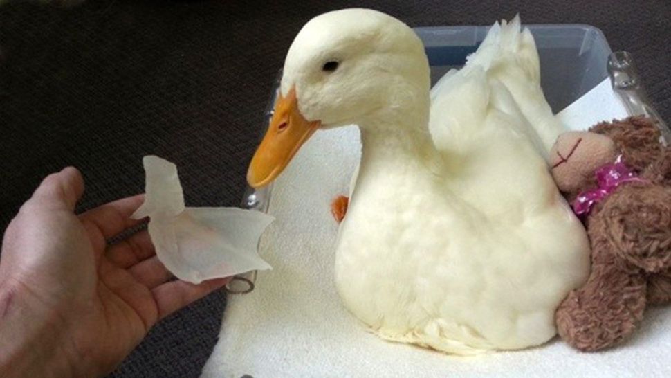 Un pato vuelve a caminar gracias a una impresora 3D