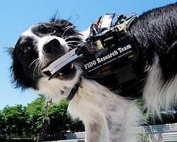 Desarrollan un dispositivo para mejorar la comunicación entre perros y humanos
