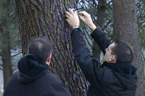 detección de incendios forestales