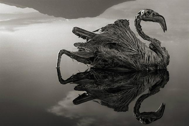 Los misteriosos animales petrificados del lago Natrón