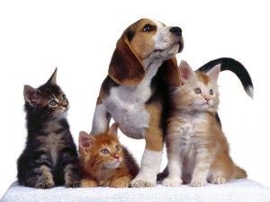 mascotas2