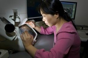 microscopio