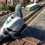Estas palomas están recogiendo datos sobre el clima con sensores atados a sus espaldas.
