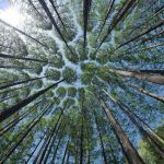 Inteligencia Artificial ayuda a decidir dónde es mejor plantar árboles para minimizar el impacto del carbono en el medio ambiente