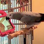 Loros domésticos aprenden a hacer videollamadas para sobrellevar la soledad