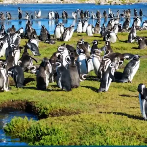Pingüinos en Argentina: Las Aves Marinas de la Patagonia