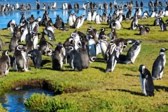 Pingüinos en Argentina: Las Aves Marinas de la Patagonia