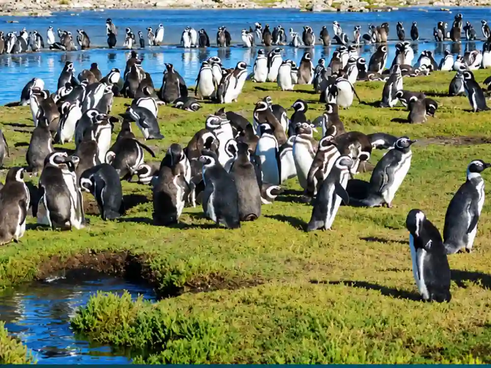 Pingüinos en Argentina: Las Aves Marinas de la Patagonia