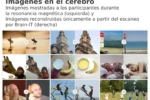 Brain-IT: una IA analiza escáneres cerebrales y replica con precisión las imágenes que ves