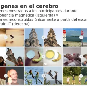 Brain-IT: una IA analiza escáneres cerebrales y replica con precisión las imágenes que ves
