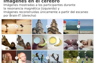 Brain-IT: una IA analiza escáneres cerebrales y replica con precisión las imágenes que ves