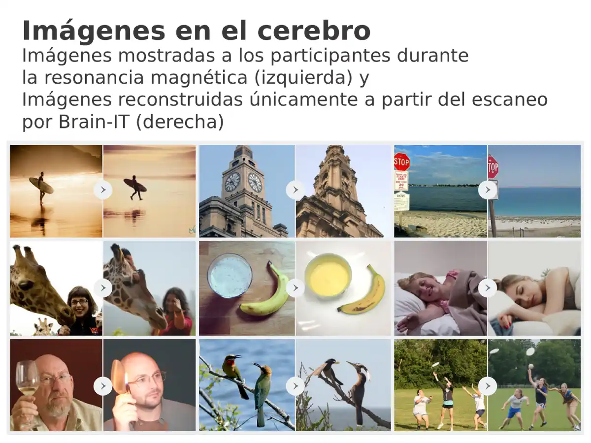 Brain-IT: una IA analiza escáneres cerebrales y replica con precisión las imágenes que ves